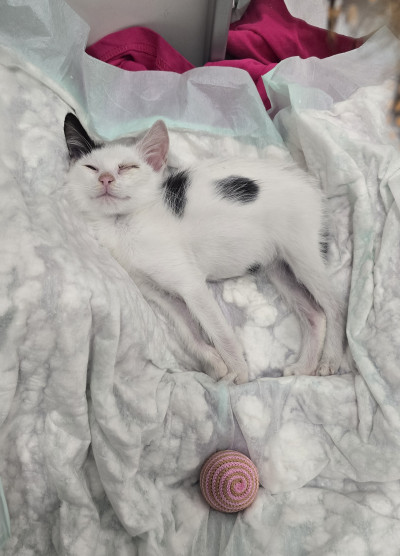 Миличкият Чио търси своя дом