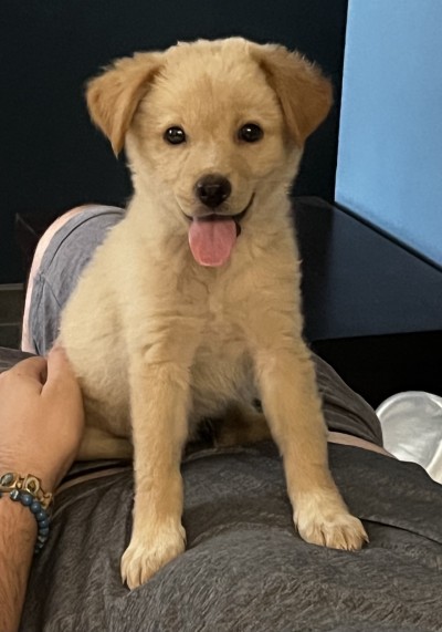 Три малки женски кученца