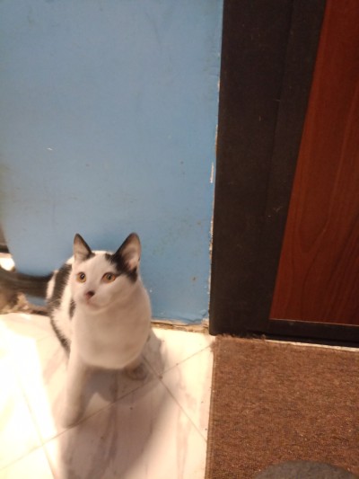 Майка и 3 котенца имат нужда от дом!