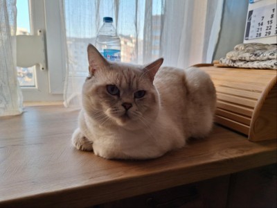 Коте за осиновяване