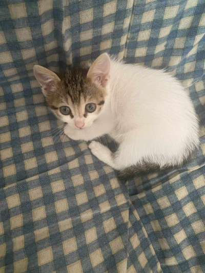 Търся дом на малки котета