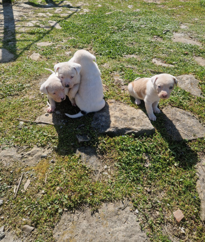 Подарявам кученца , майка дого аржентино