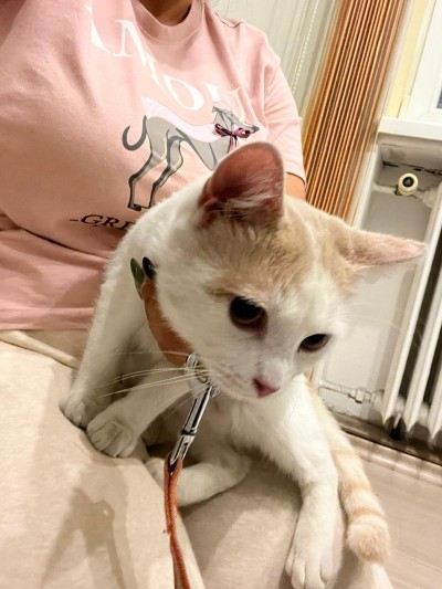 КОТАК търси дом 