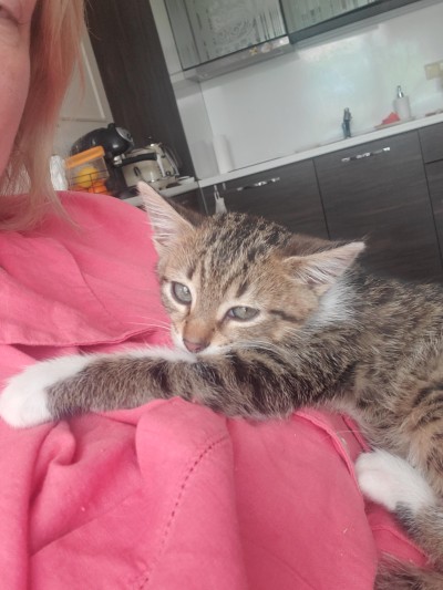 Котенцето търси дом.