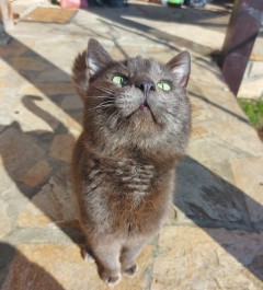 Котарак Russian blue cat търси дом