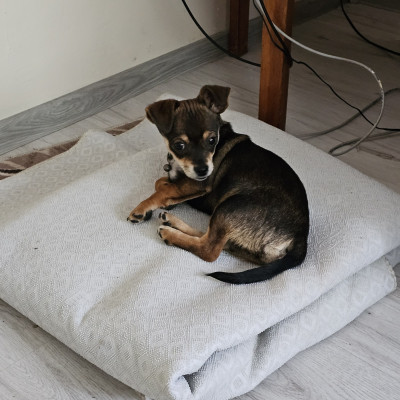 Две кученца братче и сестриче търсят нови стооани