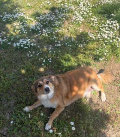 Сладко и дружелюбно куче търси дом!