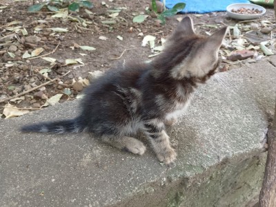 Пуханчо търси топлинка