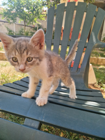 Котето Мими си търси дом