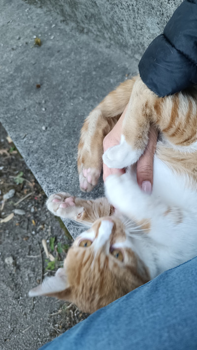 СПЕШНО Търся дом за две котета, които все още са на улицата 
