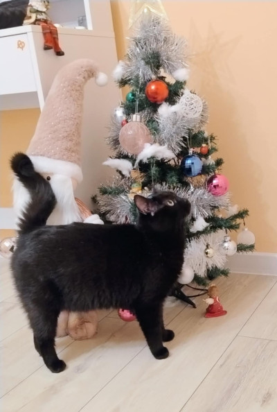 Дарки търси дом!