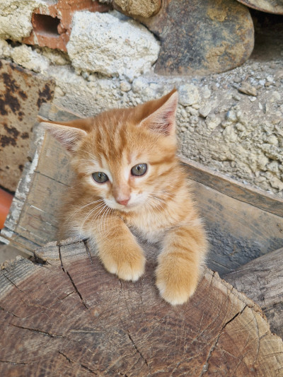 Коте Джинджър си търси дом