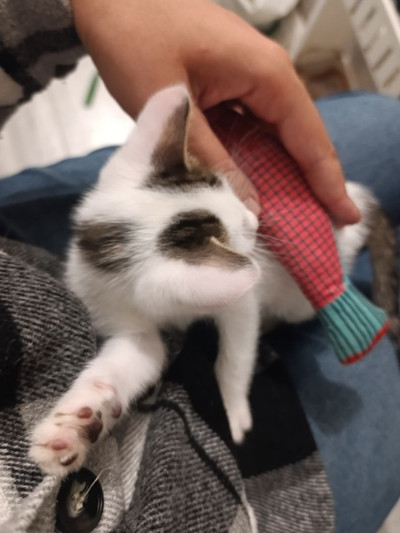 Коте Давид търси постоянен дом