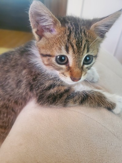 Котенцето търси дом.