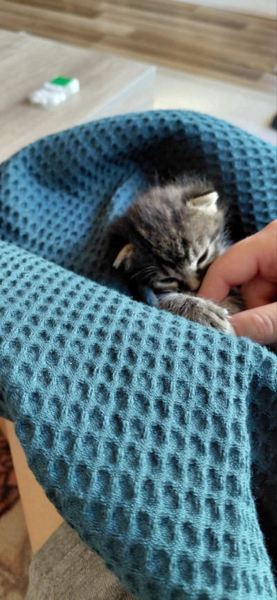 Бебе коте търси дом