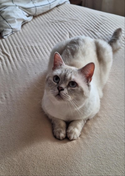 Коте за осиновяване