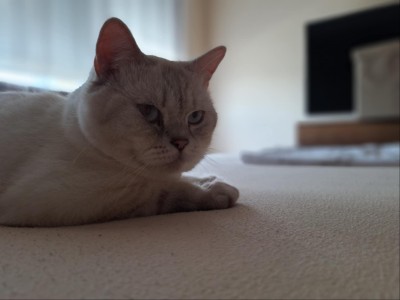 Коте за осиновяване