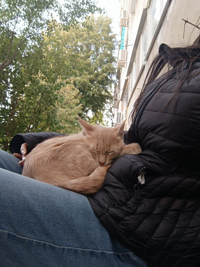 СПЕШНО Търся дом за две котета, които все още са на улицата 