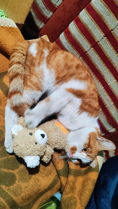 Сами търси дом