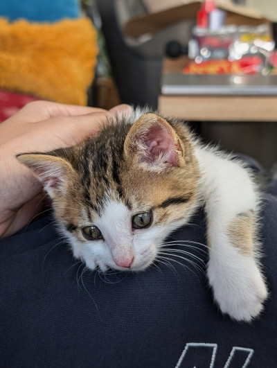 Женско коте на месец и половина търси дом