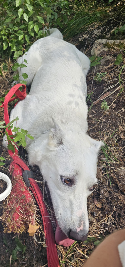 Дейзи си търси дом 