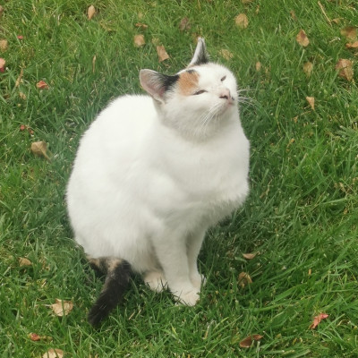 Дом и обич за  Лъки