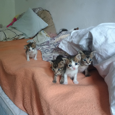 Подарявам 5 прекрасни котенца