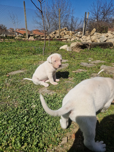 Подарявам кученца , майка дого аржентино