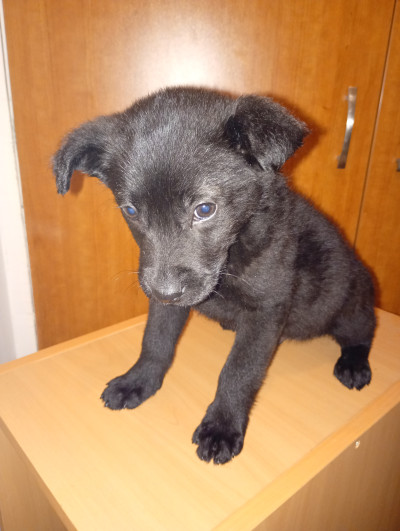 Малък верен приятел търси семейство