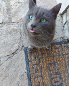 Котарак Russian blue cat търси дом