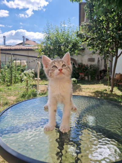 Котето Мими си търси дом