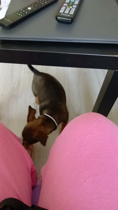 Две кученца братче и сестриче търсят нови стооани