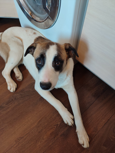 Рино търси дом - не е за всеки,само за сериозни и отговорни стопани !