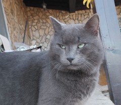 Котарак Russian blue cat търси дом