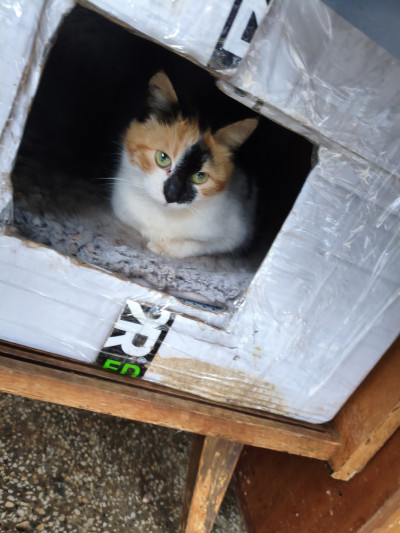 Писана търси дом