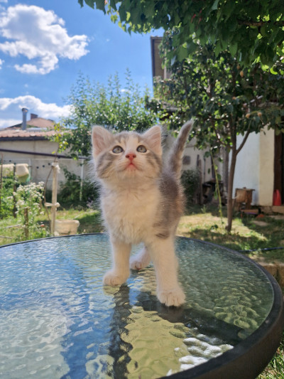 Коте Лъчезара си търси дом