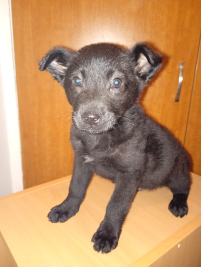 Малък верен приятел търси семейство