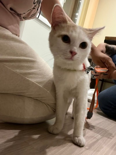 КОТАК търси дом 