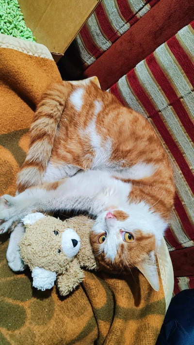 Сами търси дом