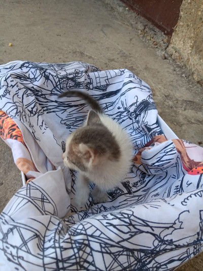 5 сладурчета си търсят дом