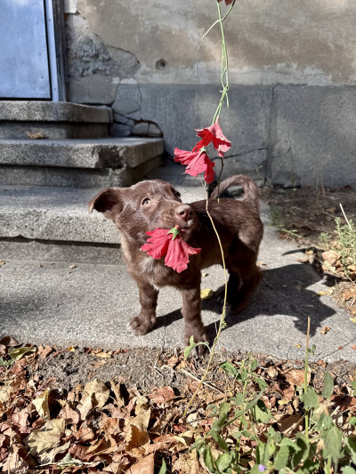 Кая на 3мес. от Пловдив