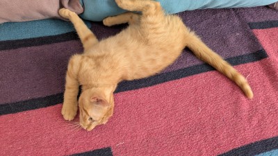 Подарвям малко домашно коте , обгрижено с домашни навици . 