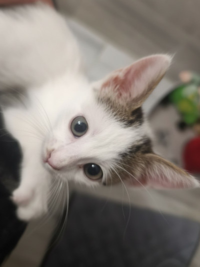 Коте Давид търси постоянен дом