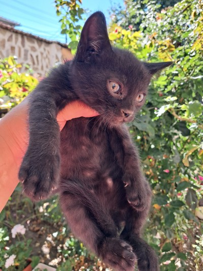 Подарявам малки котета, град Елин Пелин 