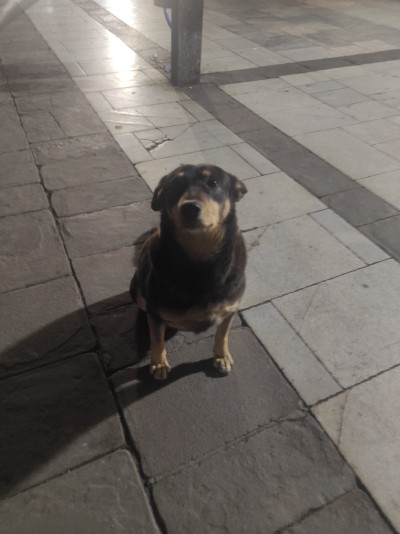 Бубка търси дом!