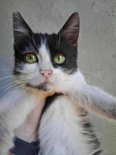 2-месечната Коти търси дом 