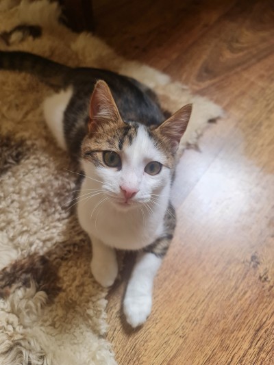 Давам две котета за осиновяване 