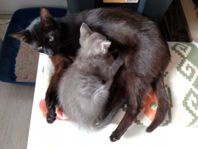 Мама и Сивушче търсят своя дом