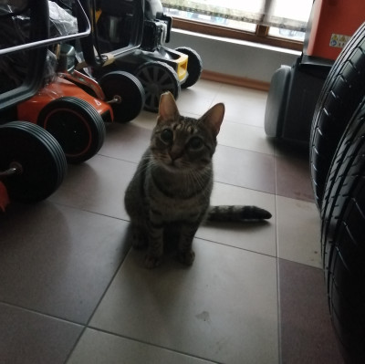 Търсим дом на Тъчи