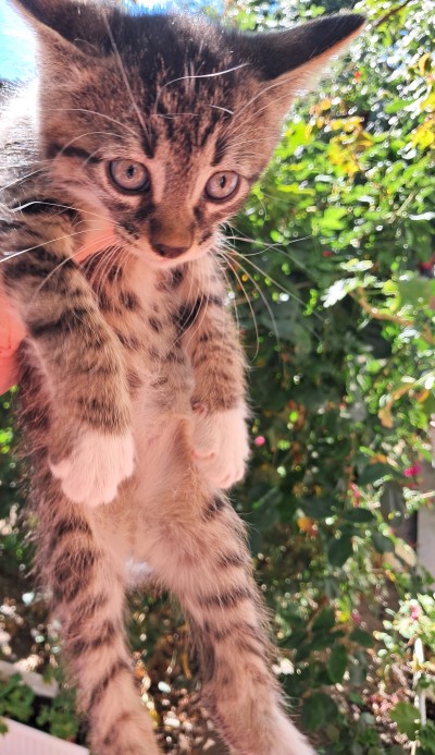 Подарявам малки котета, град Елин Пелин 